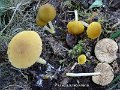 Pluteus chrysophaeus-amf1497
